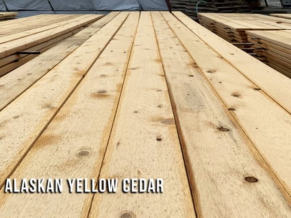 alaskan yellow cedar